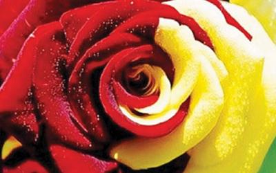 Салон тайского массажа в Мытищах